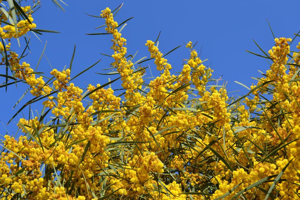 Apartments Mimose Badesi Luaran gambar